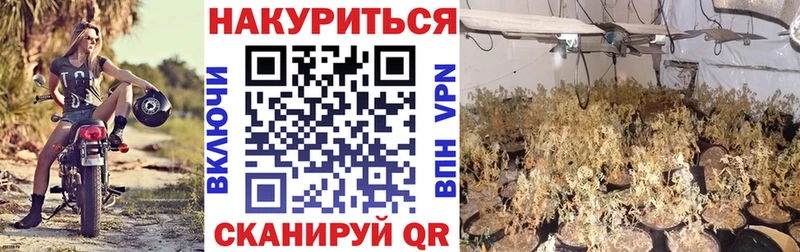 МАРИХУАНА сатива Аркадак
